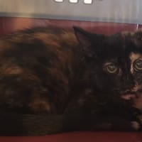 OLINA, chatte à adopter