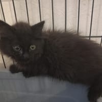 BULMA, chatte à adopter