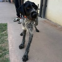 TEDDY PAA24320, chien à adopter