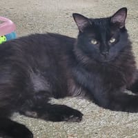 MANOLO, chat à adopter