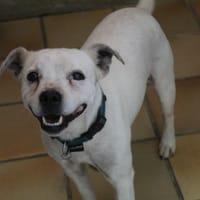 snoopy, chien à adopter