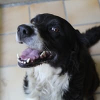 bloo, chien à adopter