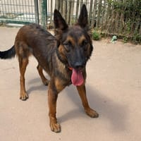 VICKY PAA24319, chienne à adopter