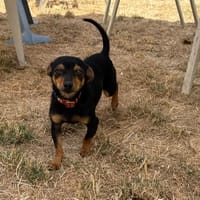 BUZZ PAA24317, chien à adopter