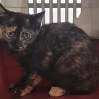 OCTOPUS, chatte à adopter