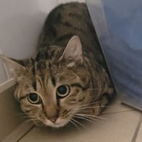 WOOKIE, chat à adopter