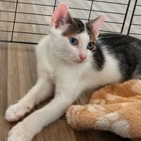 Alonzo [Chaton], chat à adopter