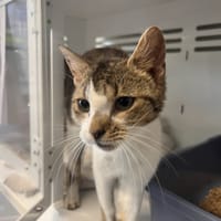 ASTRO, chat à adopter