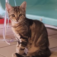 ZUMI, chat à adopter