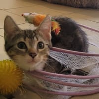KARMA, chatte à adopter