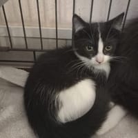 BUFFY, chatte à adopter