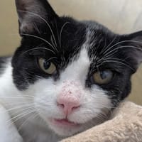 Sofro, chat à adopter