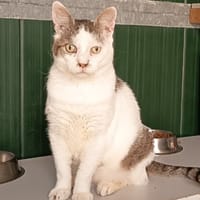 SHERLOCK (réservé), chat à adopter