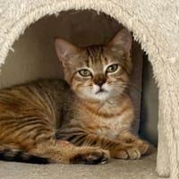 Cupi (réservée), chatte à adopter