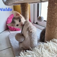 WALDO, chat à adopter