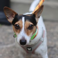 TITEMERE / VOLTA, chienne à adopter