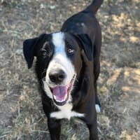 AKA, chien à adopter