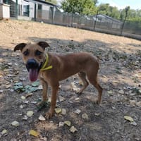 ASKO, chien à adopter