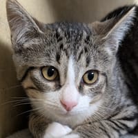 TOM, chat à adopter