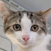 BENGUY, chat à adopter