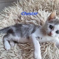 CHESTER, chat à adopter