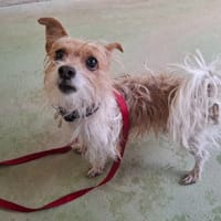 ROCKY, chien à adopter
