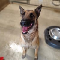 SOCRATE VAA23988, chien à adopter