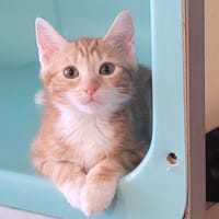 KIRIKOU, chat à adopter