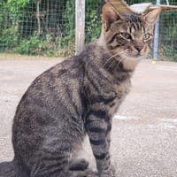 ULANN, chat à adopter