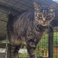 XANDUS, chat à adopter
