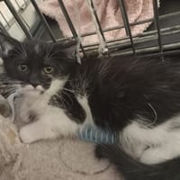 BIFUR, chat à adopter