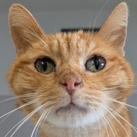 Guiroux, chat à adopter