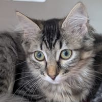 SPRING, chatte à adopter
