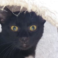 TREAL, chatte à adopter
