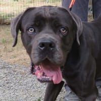 VULCAIN, chien à adopter