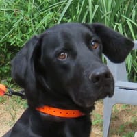 CERBERE, chien à adopter