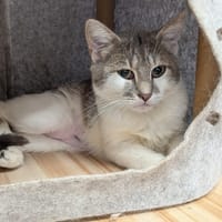 JESS, chatte à adopter