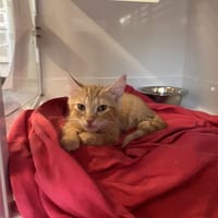 BOBETTE, chatte à adopter