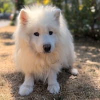 Samy CAA15743, chien à adopter