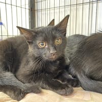 RILLETTE, chatte à adopter