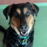 GIO, chien à adopter