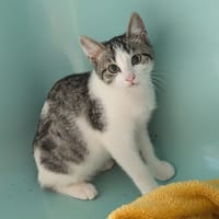 Athena [Chaton], chatte à adopter