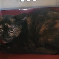 ORTENSE, chatte à adopter
