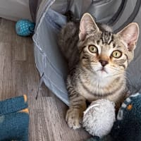 Tupac [Chaton], chat à adopter