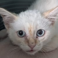 DUBLIN, chat à adopter