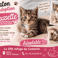CHAUSSETTE  réservée, chatte à adopter