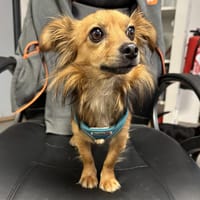 DURACEL, chien à adopter