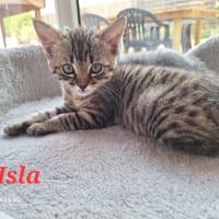 ISLA, chatte à adopter