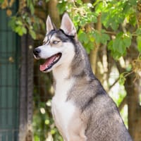MEEKO VAA, chien à adopter