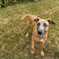 ATOME, chien à adopter